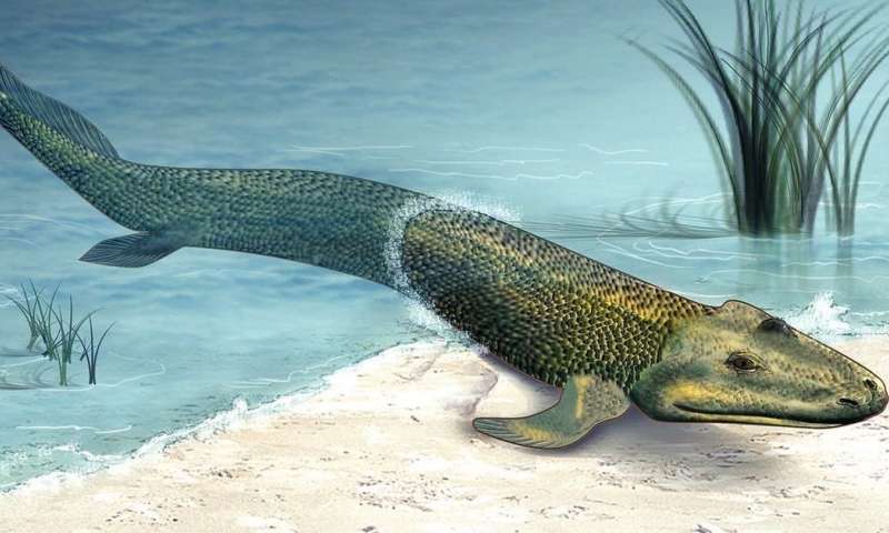 Scientists Discover Fossils of Ancient Tetrapod that May have Never Actually Left Water